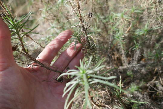 Plantago sempervirens Crantz resmi