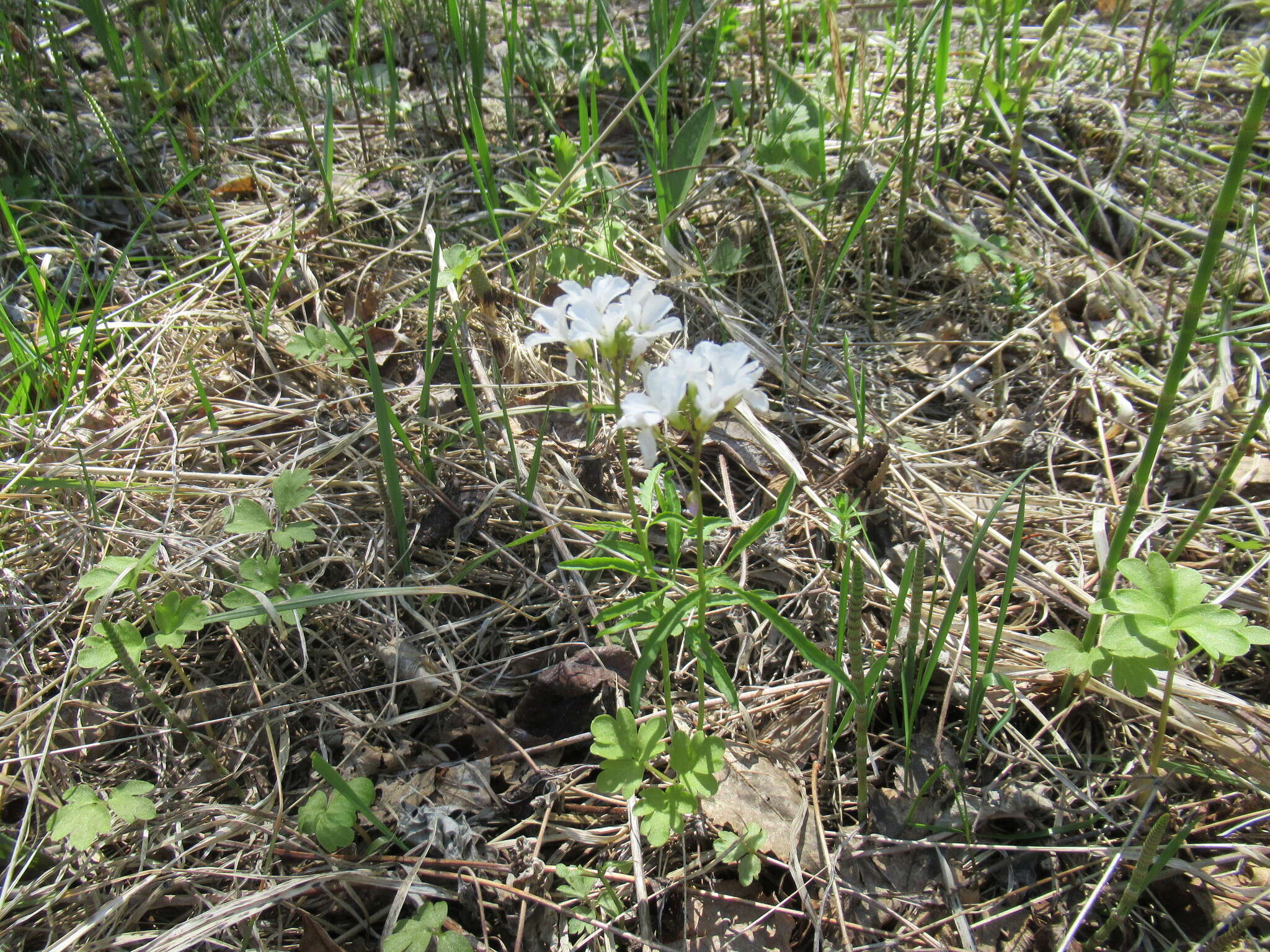 Imagem de Cardamine trifida (Lam. ex Poir.) B. M. G. Jones