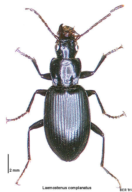 Слика од Laemostenus (Laemostenus) complanatus (Dejean 1828)