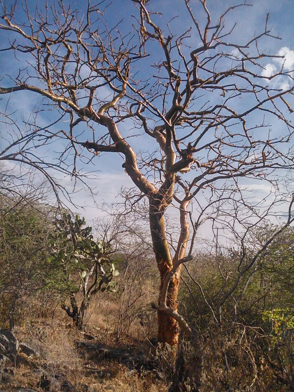 Sivun Euphorbia tanquahuete Sessé & Moc. kuva