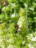 Image de Sideritis hyssopifolia L.