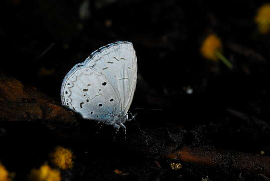 Image of Celastrina lavendularis himilcon (Fruhstorfer 1909)