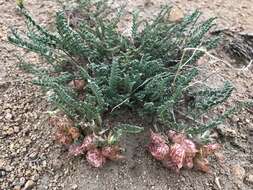 Image of freckled milkvetch