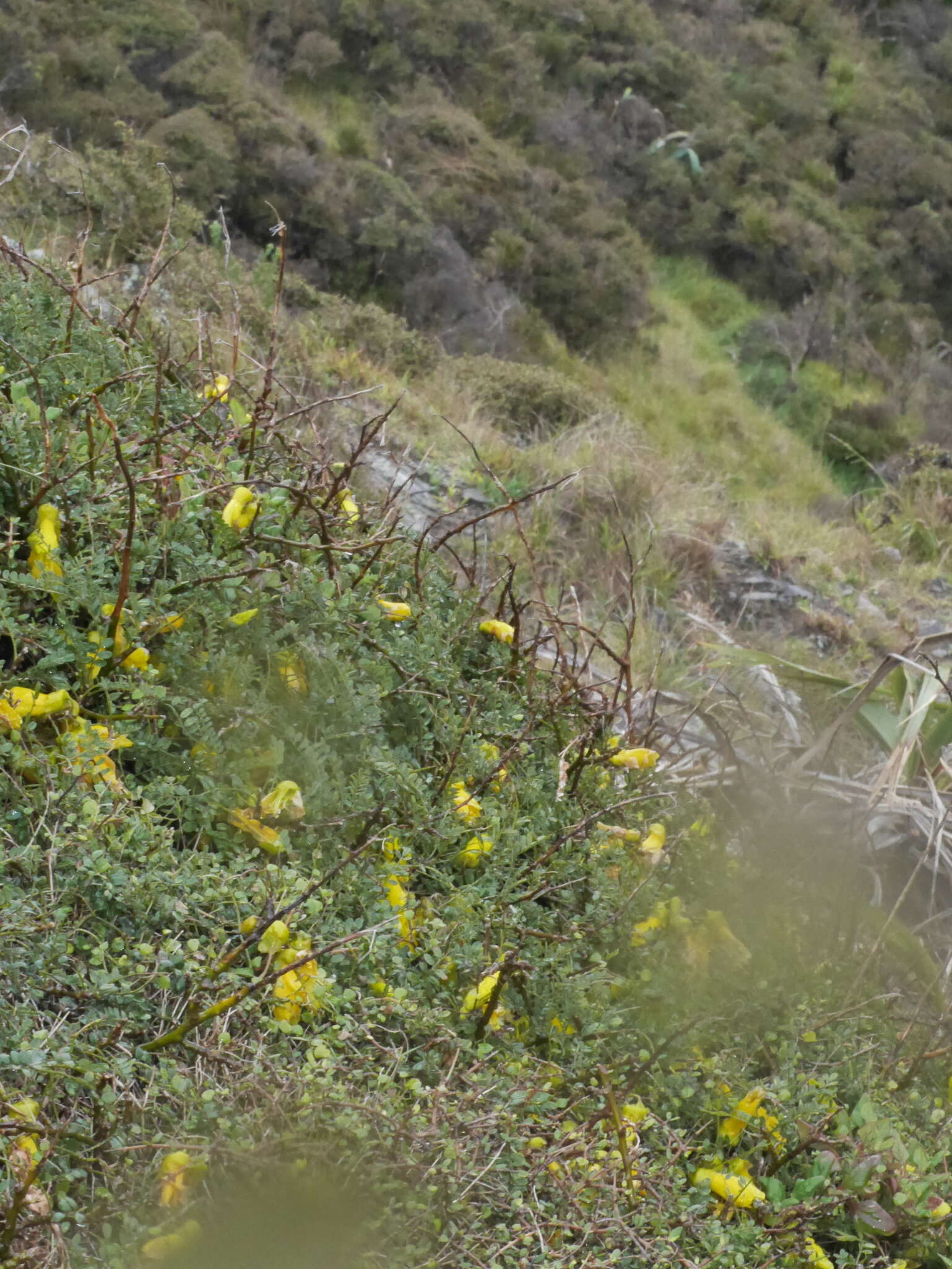 Image of Sophora molloyi Heenan & de Lange