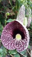 صورة Aristolochia elegans Mast.