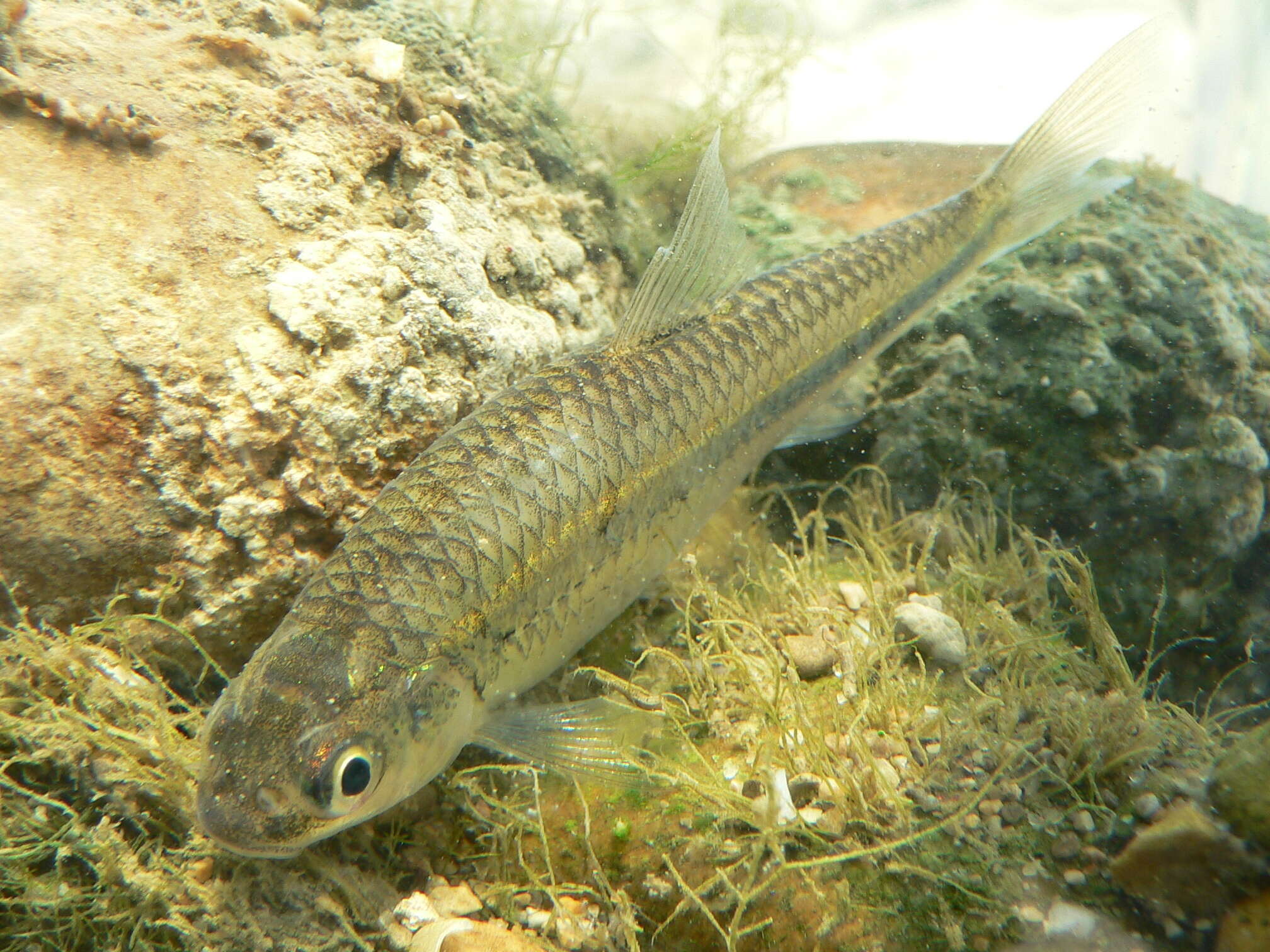 Imagem de Notropis volucellus (Cope 1865)