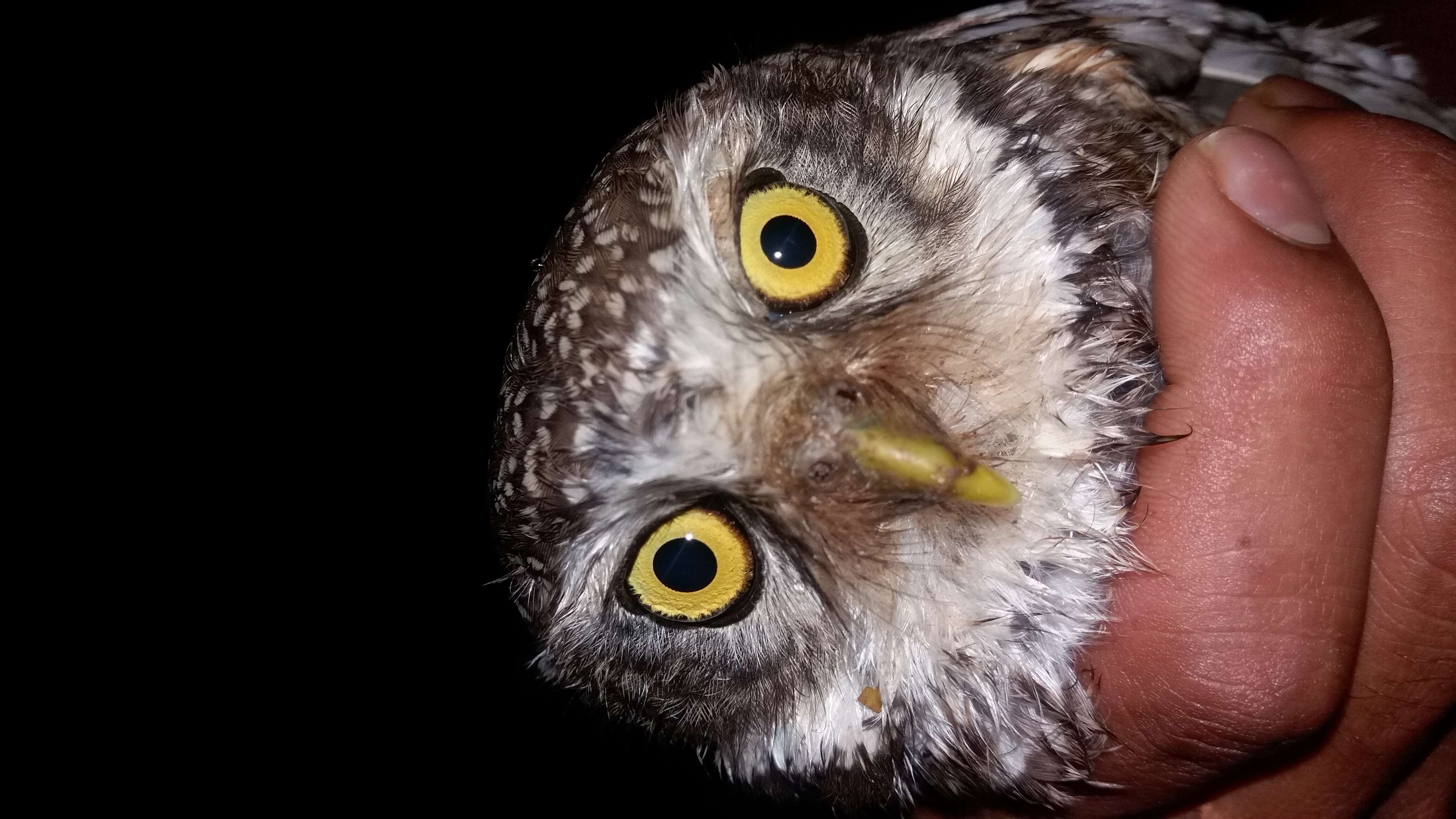 Image of Spotted Owlet