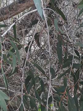 Image of Eucalyptus willisii P. Y. Ladiges, C. J. Humphries & M. I. H. Brooker