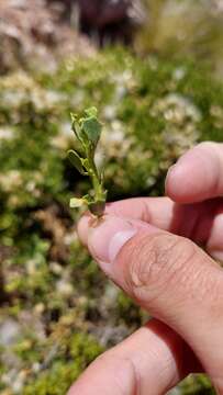 Image of Baccharis neorupestris Deble & A. S. Oliveira