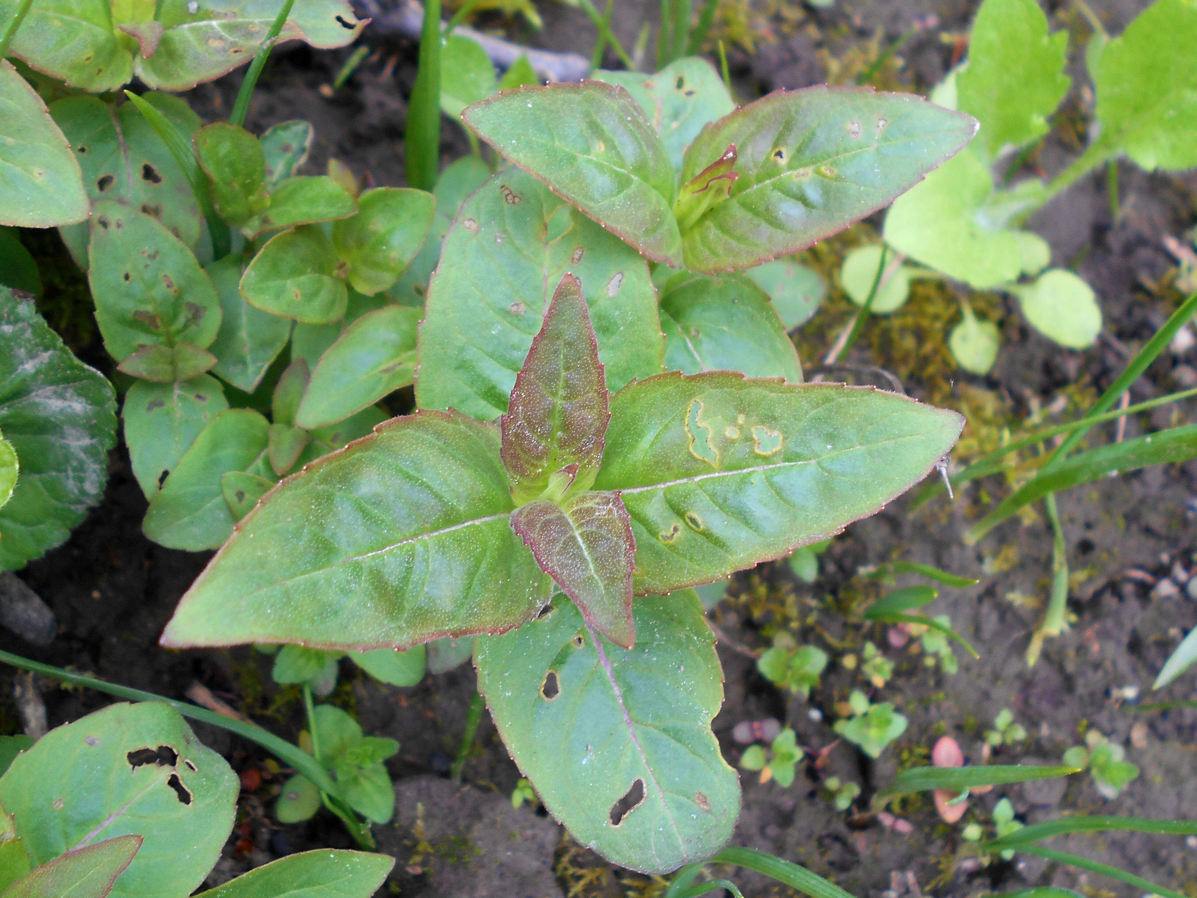 Image of wild bergamot