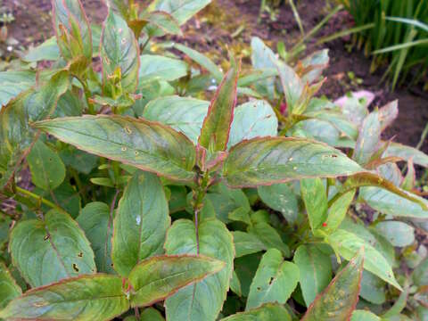 Image of wild bergamot