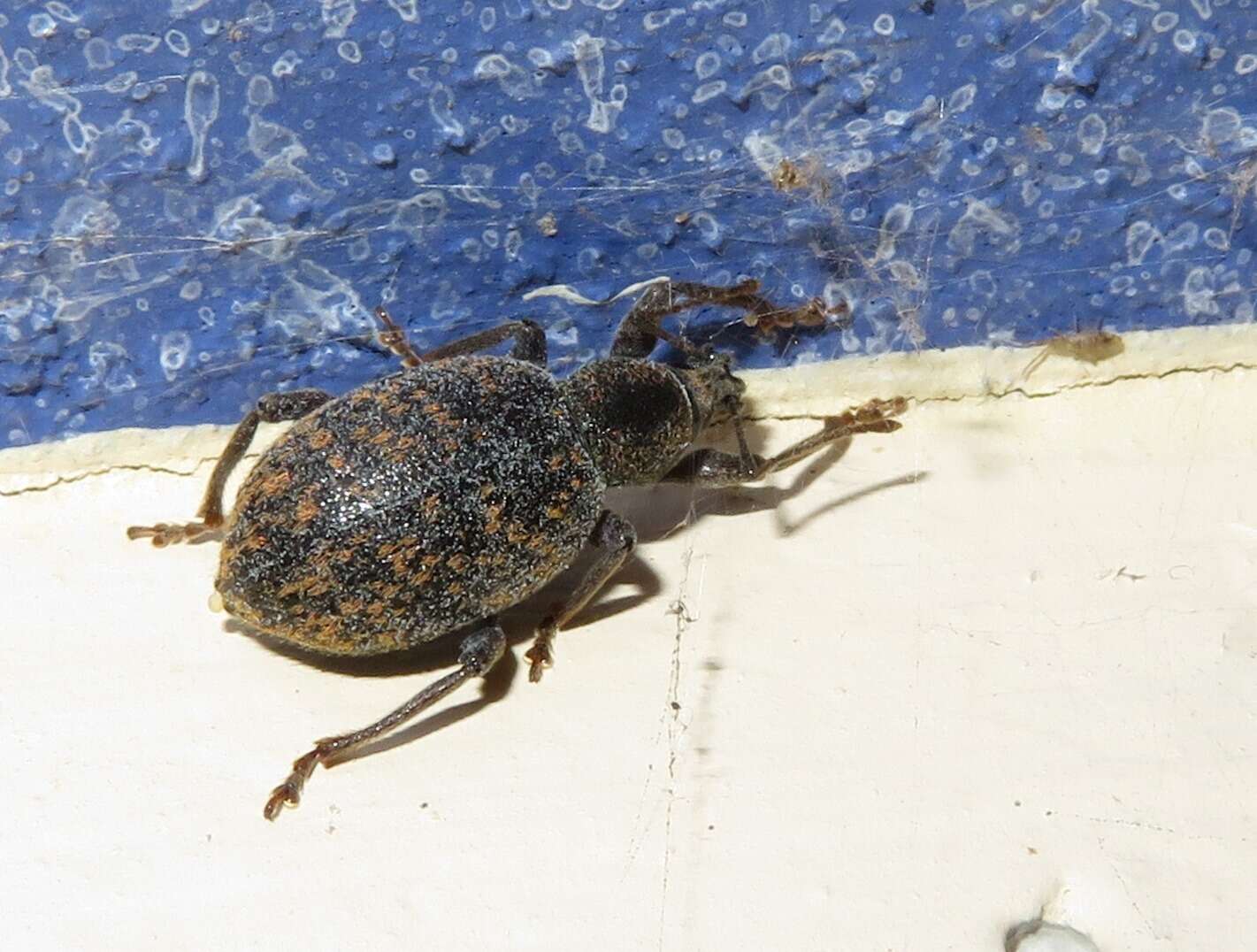 Image of Otiorhynchus (Otiorhynchus) aurifer Boheman 1843