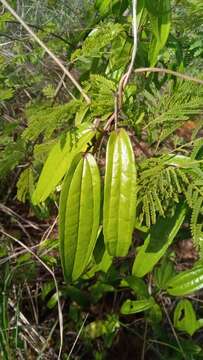 Image of Dioscorea analalavensis Jum. & H. Perrier