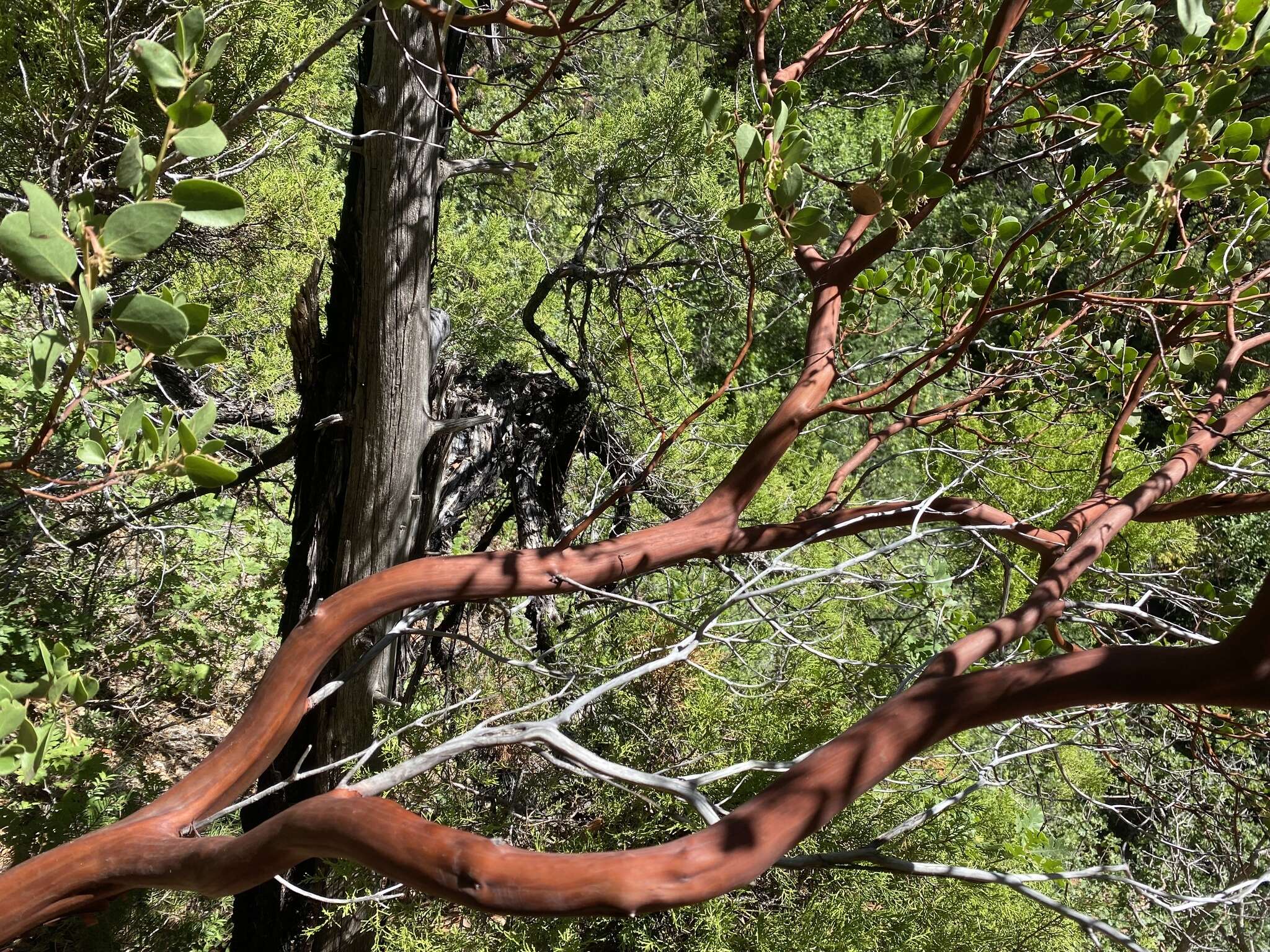 Imagem de Arctostaphylos patula subsp. patula