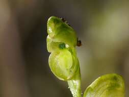 Image of Greenhood orchids