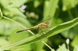 Image of Orthetrum luzonicum (Brauer 1868)