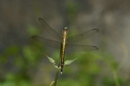 Image of Orthetrum luzonicum (Brauer 1868)