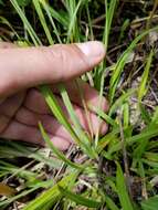 Image of Cordilleran sedge