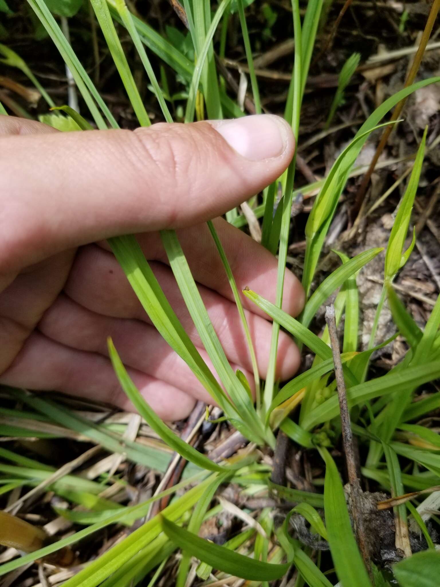 Image of Cordilleran sedge