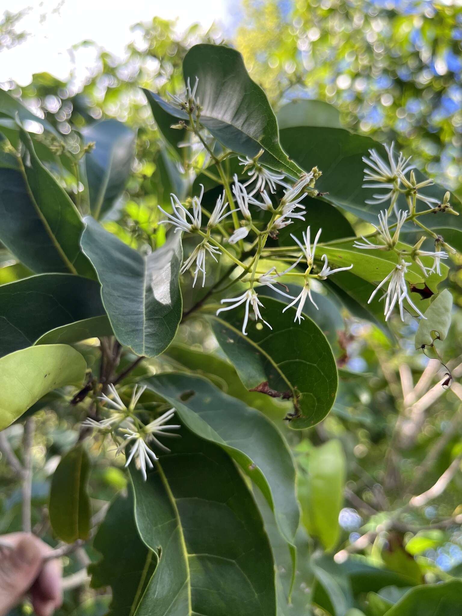 Image of bridgotree