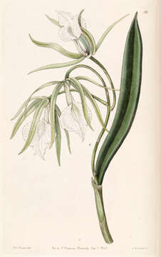 Brassavola venosa Lindl.的圖片