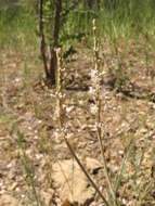 Image of redroot buckwheat