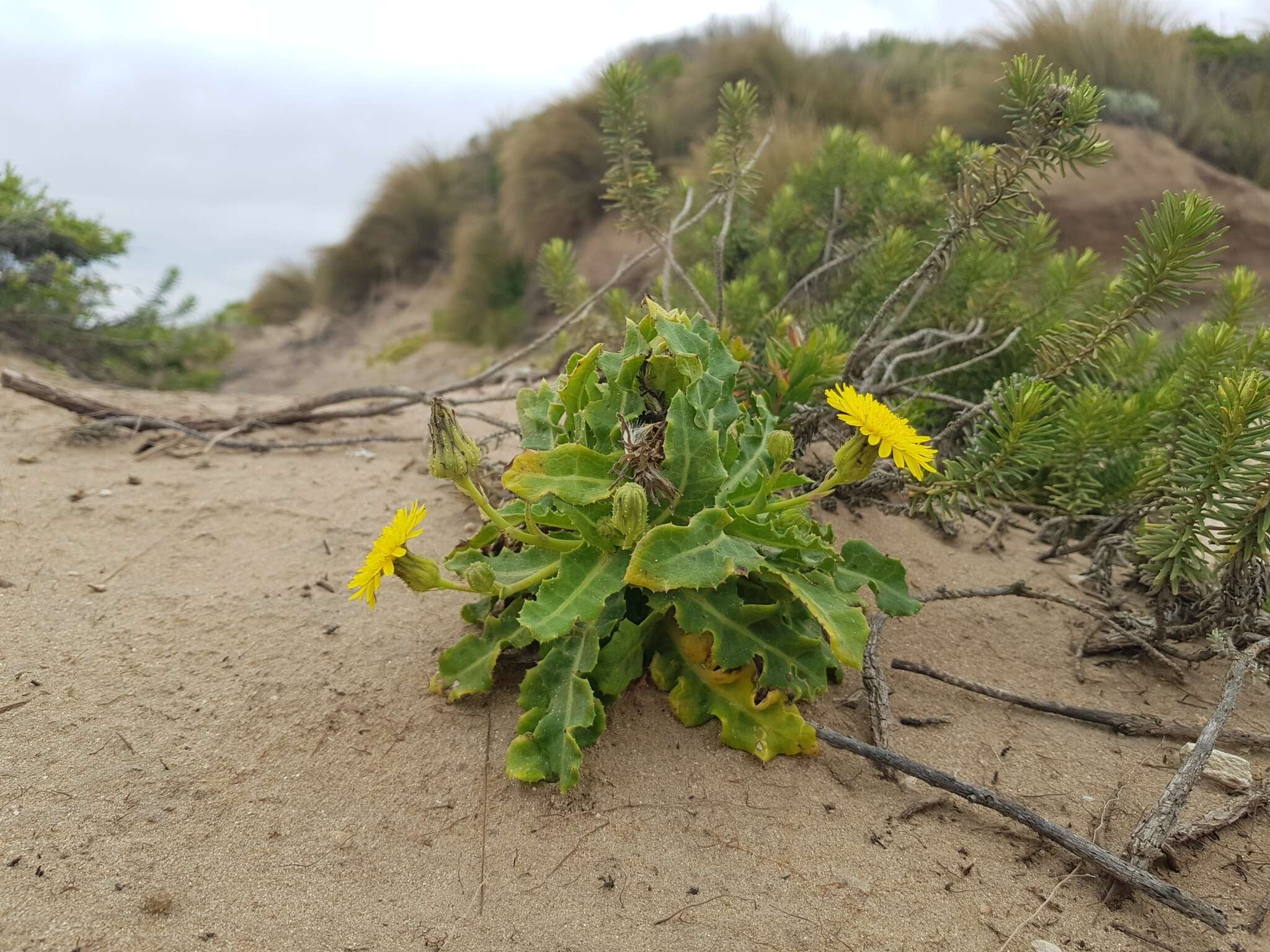 Sonchus megalocarpus (Hook. fil.) J. Black resmi