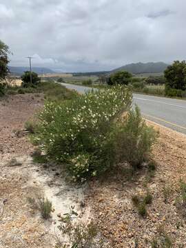 Image de Melaleuca armillaris (Gaertner) Smith