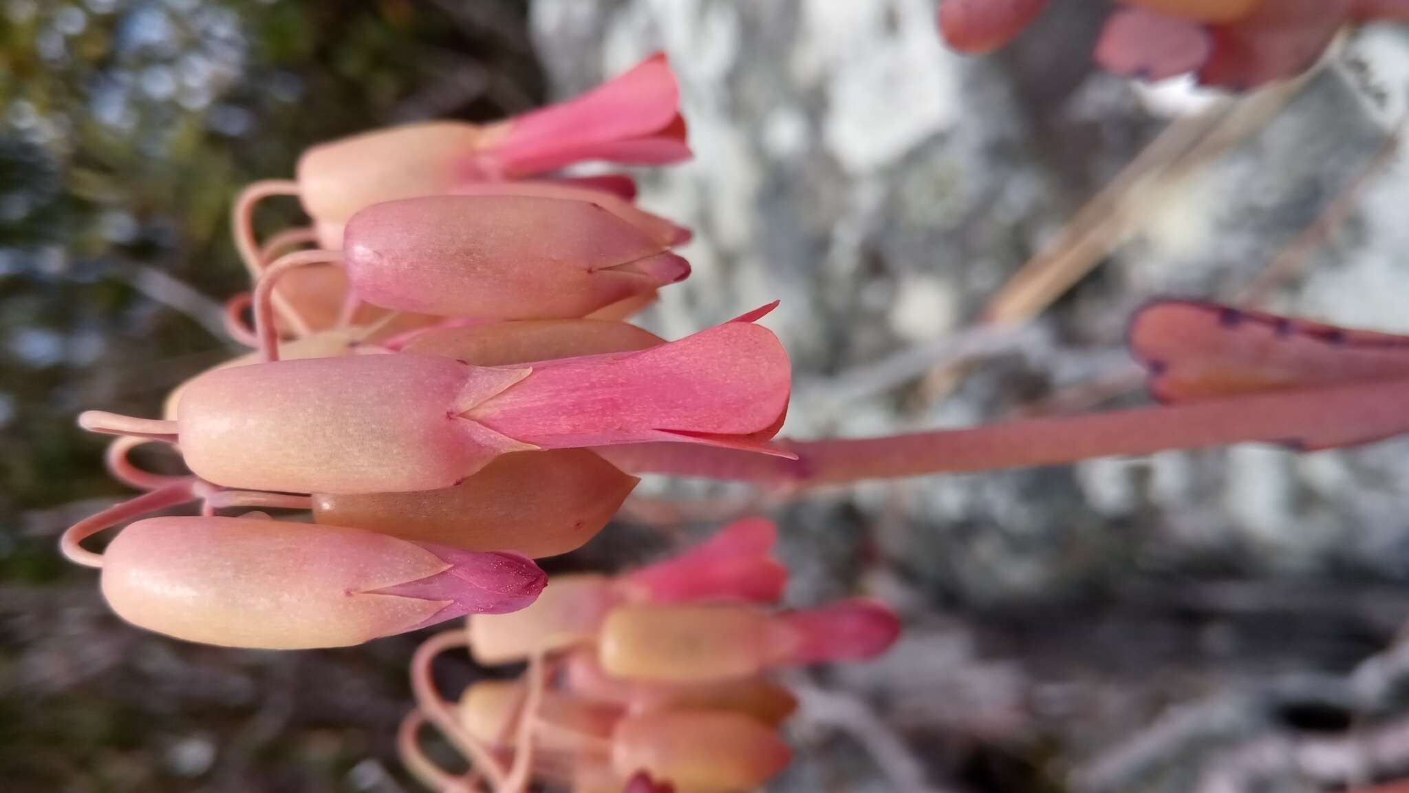 Image of Kalanchoe waldheimii