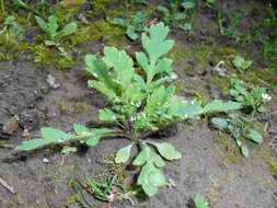 Image of Long-headed Poppy