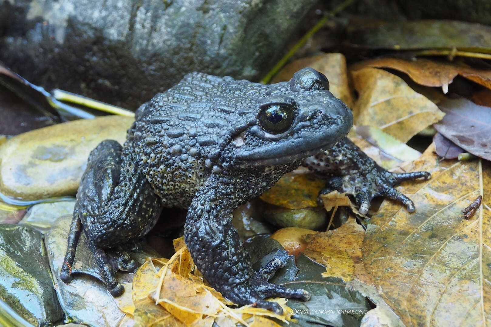 Image of Quasipaa verrucospinosa (Bourret 1937)