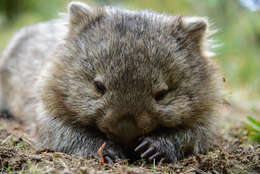 Image of Bare-nosed Wombats