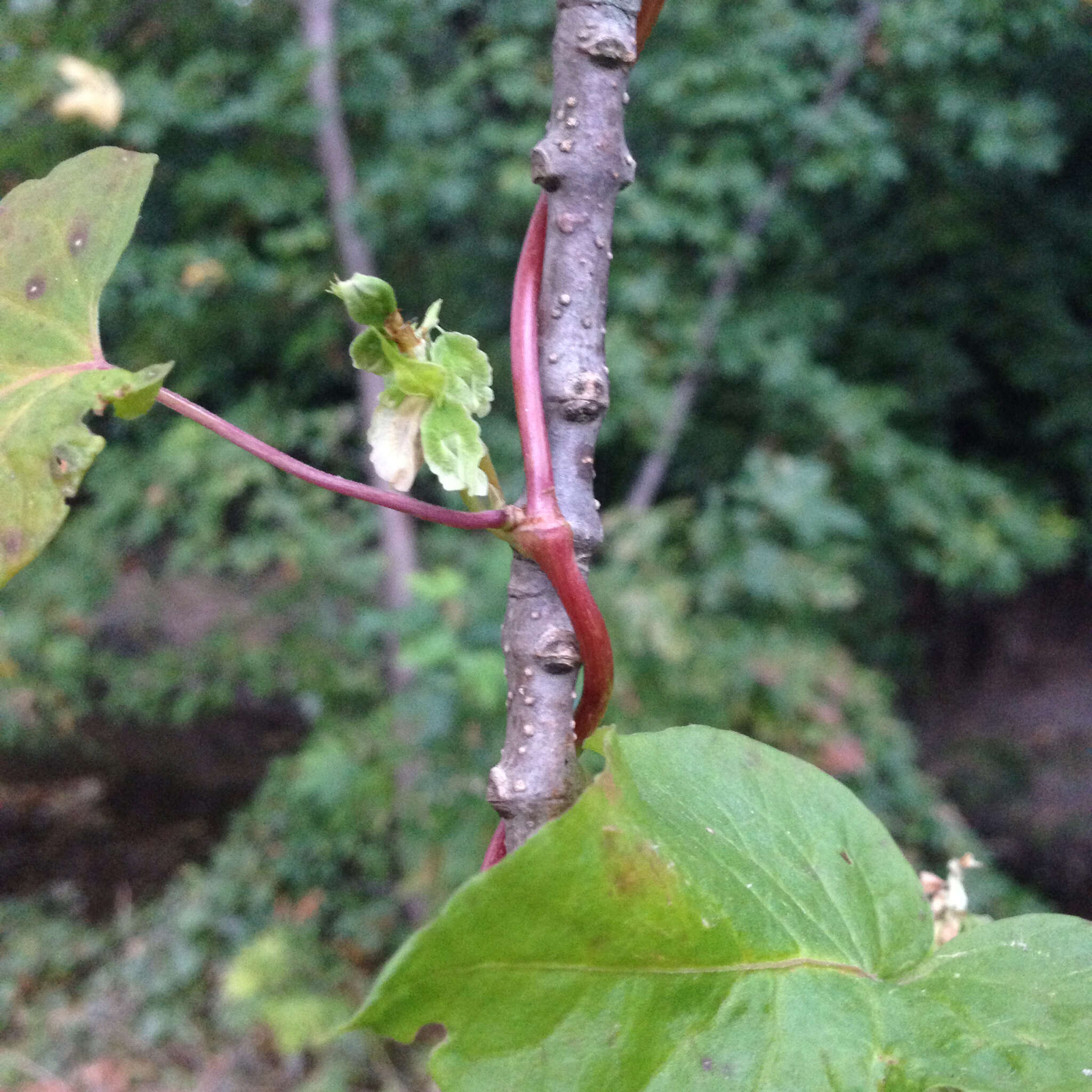 Image of madeira vine