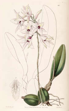 Image of pale laelia