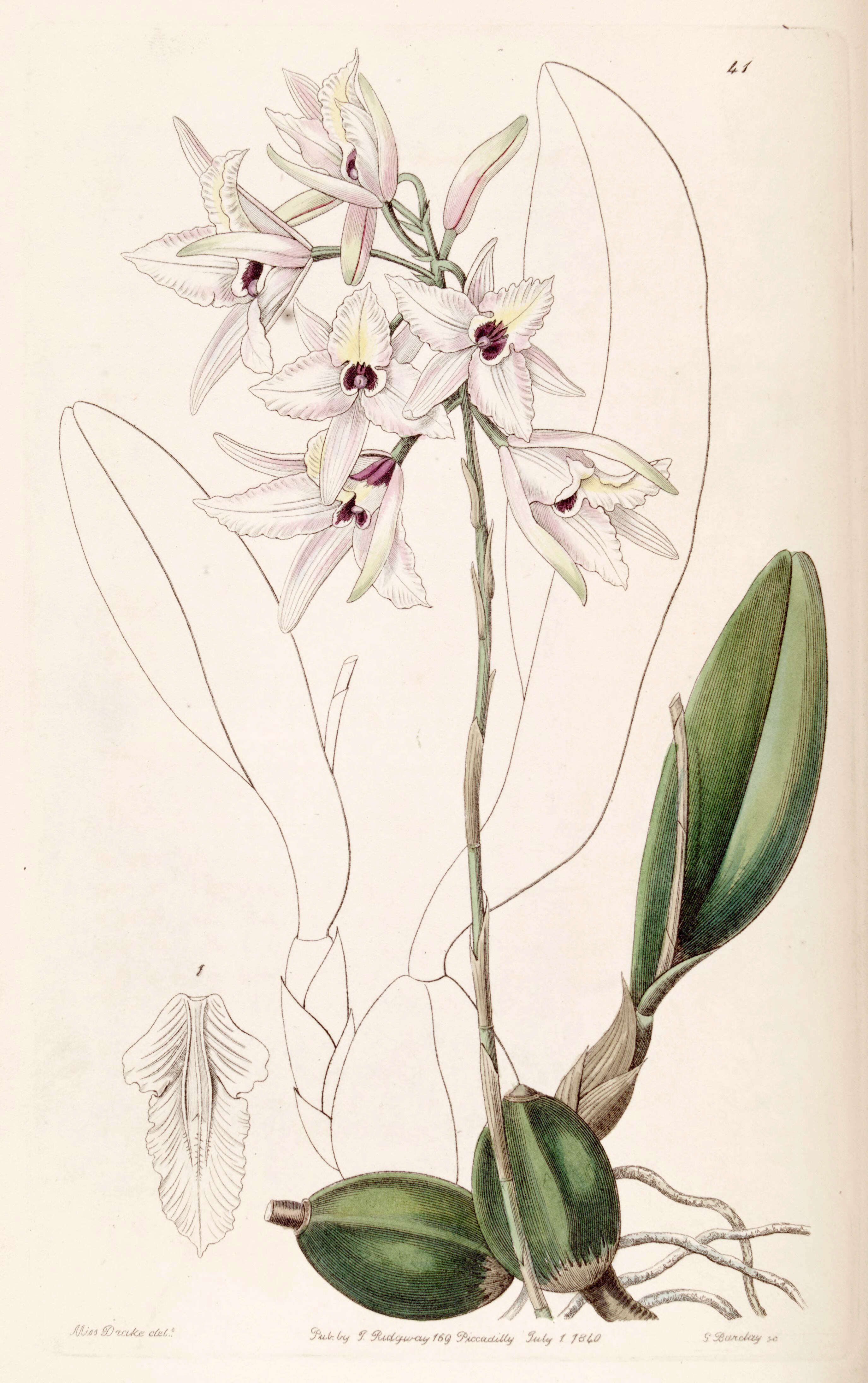 Plancia ëd Laelia rubescens Lindl.