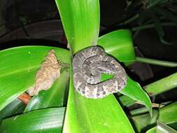 Imagem de Bothrops venezuelensis Sandner-Montilla 1952