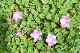 Plancia ëd Calystegia soldanella (L.) R. Br.