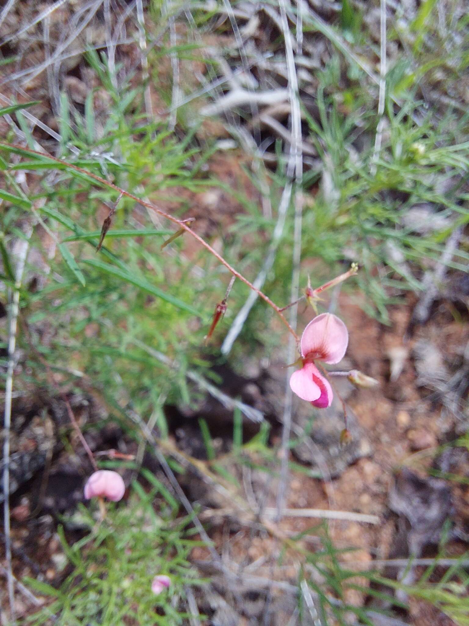 Image of Indigofera filipes Harv.