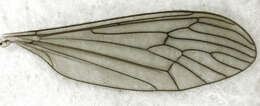 Image of Trichocera annulata Meigen 1818