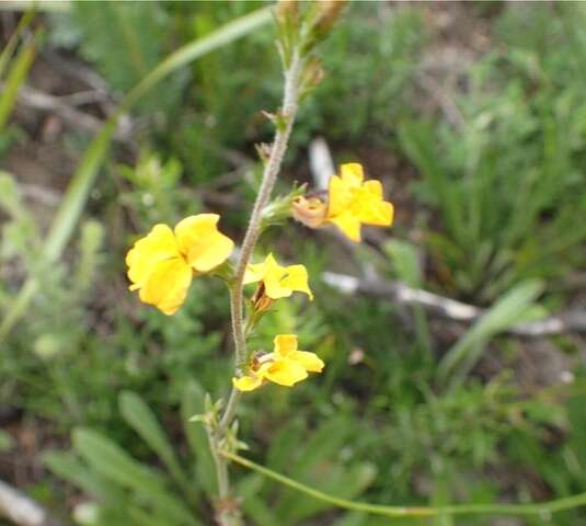 Image of Goodenia bellidifolia subsp. bellidifolia