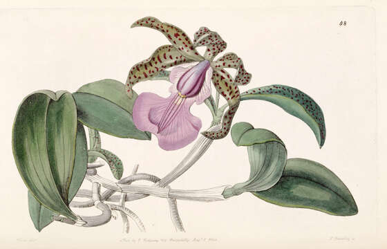 Image of Lady Ackland's Cattleya