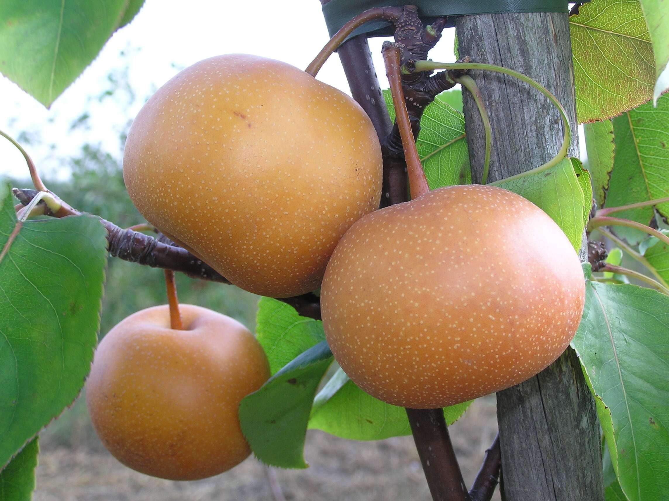 Image of Chinese pear