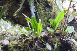 Image of Elaphoglossum luzonicum Copel.