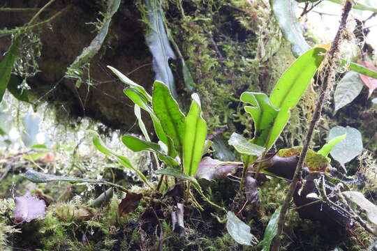 Image of Elaphoglossum luzonicum Copel.