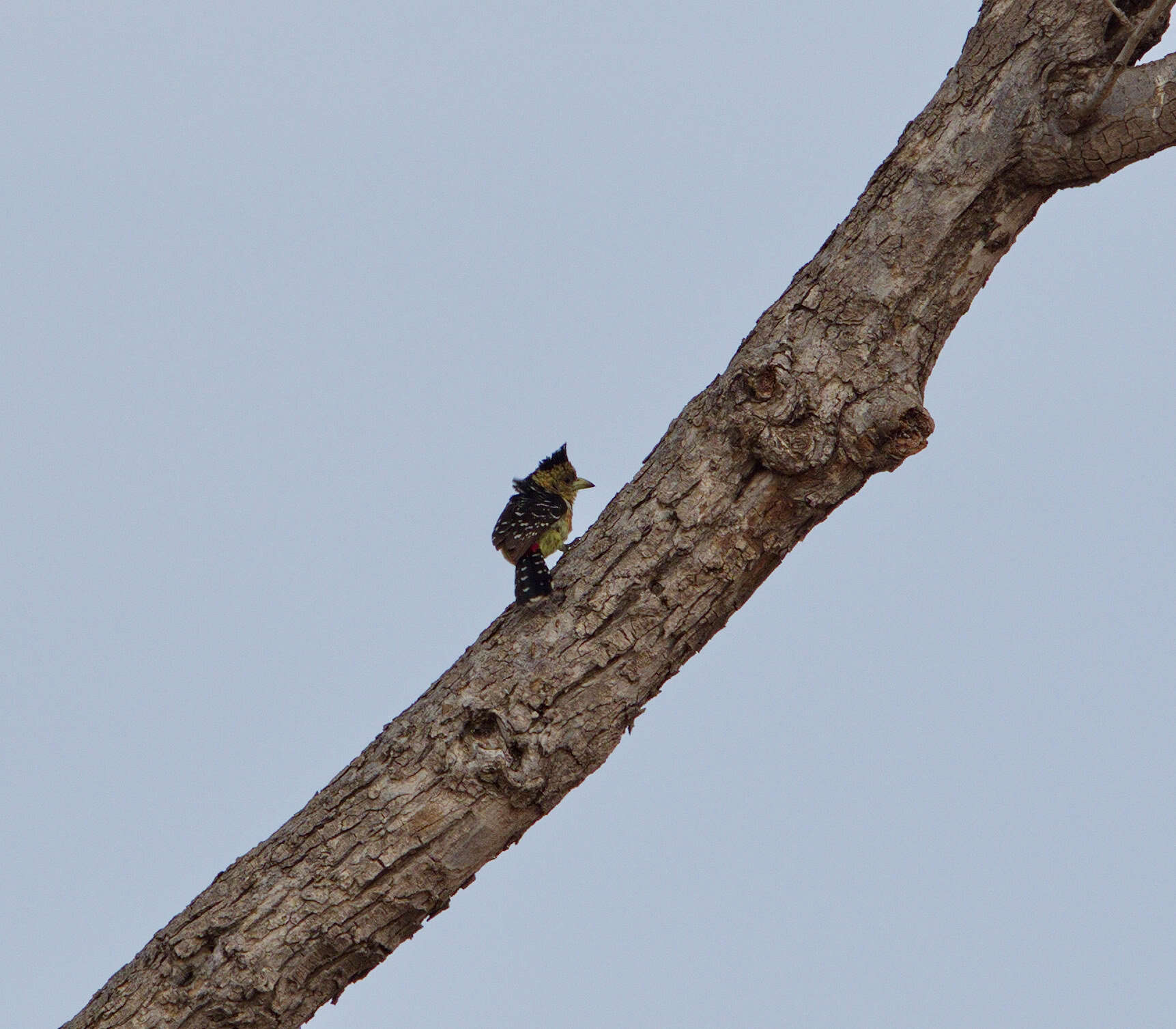 Image of Crested Barbet