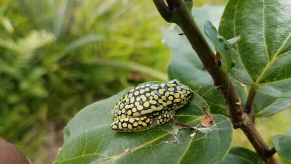 Imagem de Heterixalus alboguttatus (Boulenger 1882)