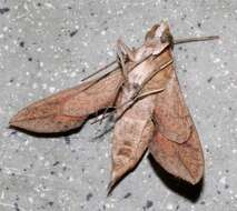 Image of Vine hawk moth