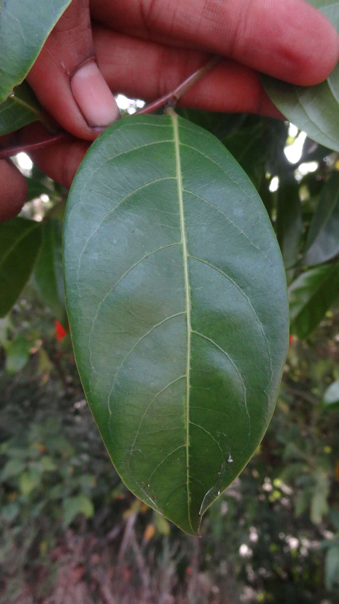 Image of Phyllanthus assamicus Müll. Arg.