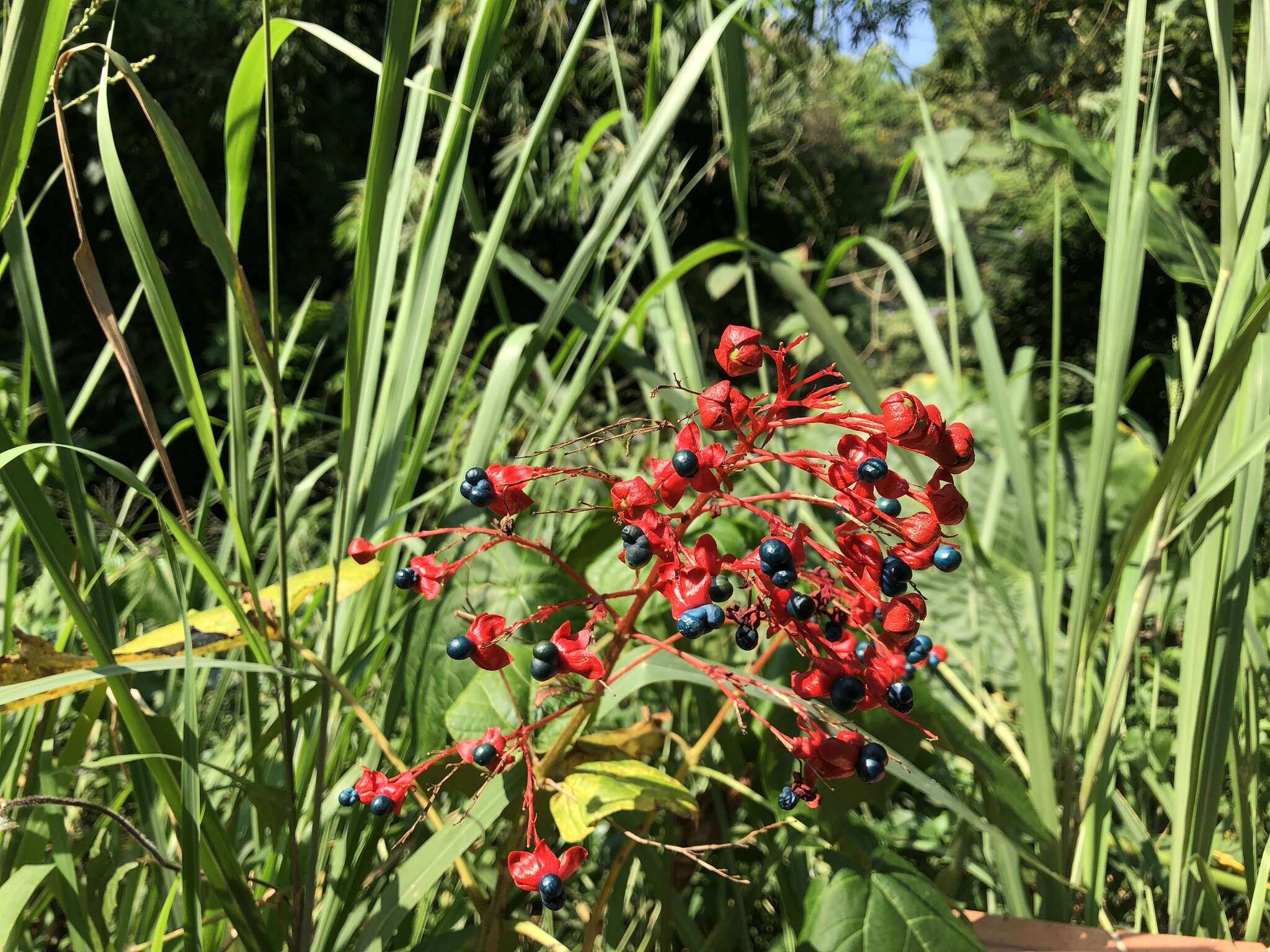 Imagem de Clerodendrum japonicum (Thunb.) Sweet