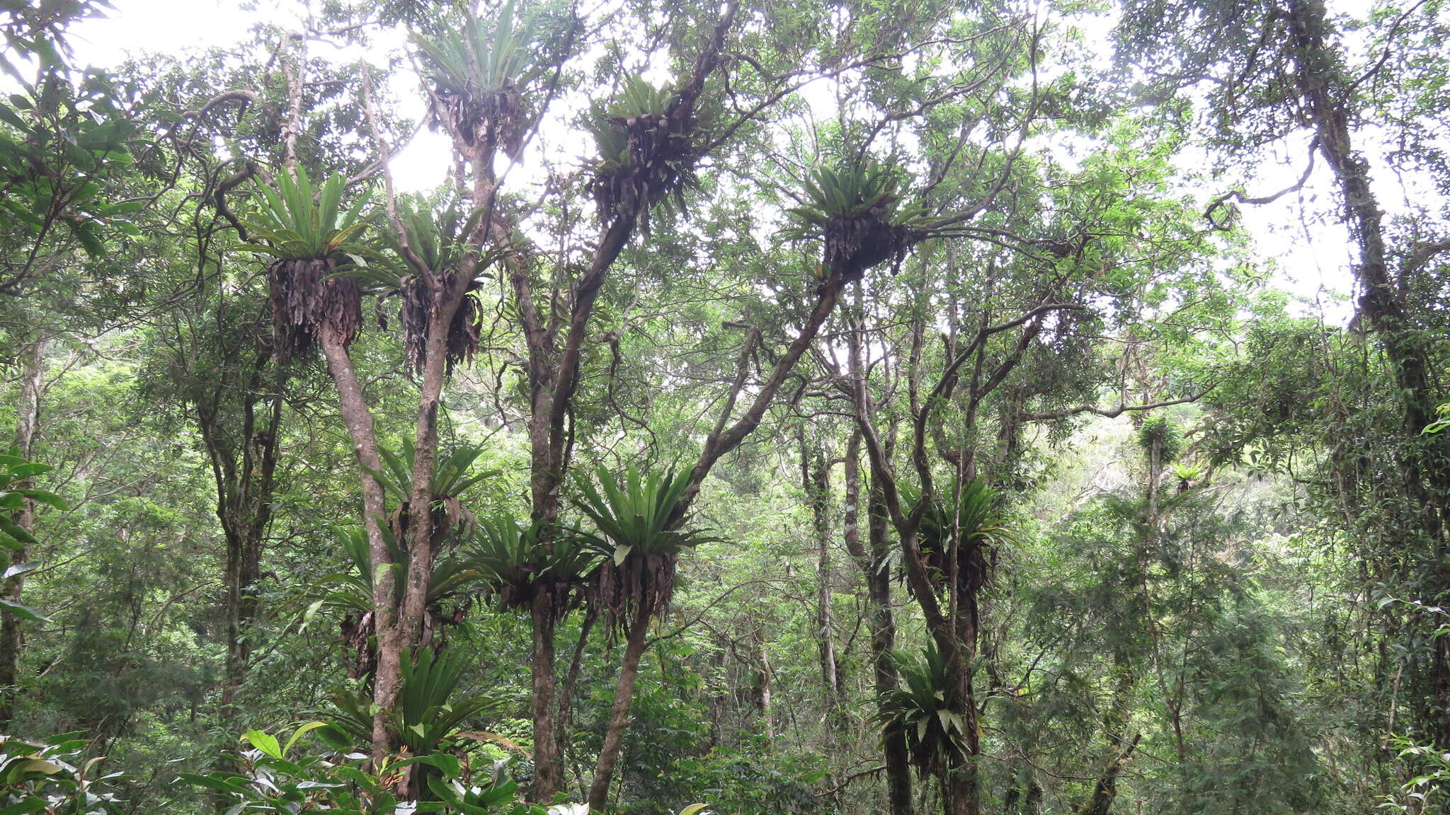 Image of Asplenium antiquum Mak.